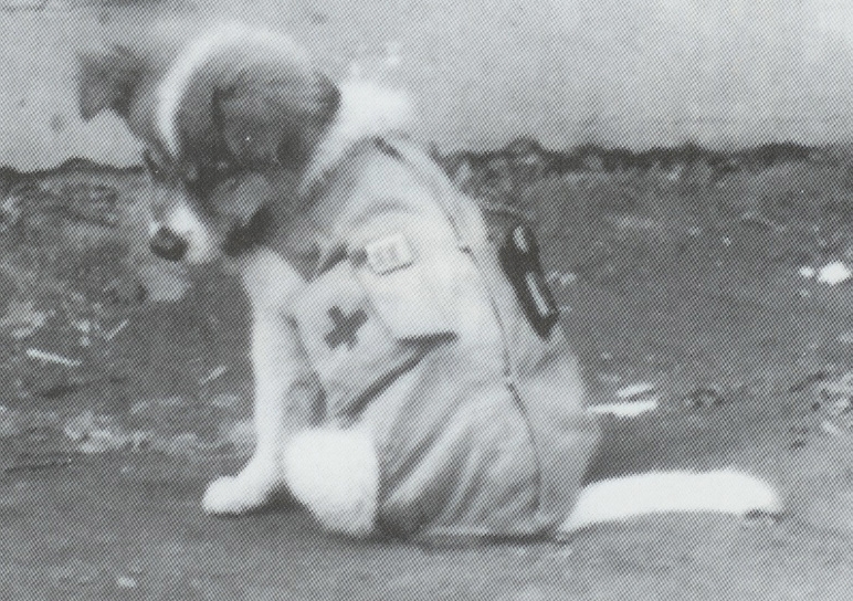 Billy la chienne mascotte de la 1er escadrille du GBM 1/22 Maroc